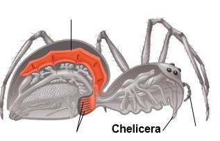 chelicerae Most modern chelicerates are