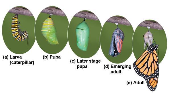 Insects with complete metamorphosis have larval stages known by such names as maggot, grub, or caterpillar The larval stage looks entirely different from the