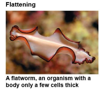 Flatworms Members of phylum Platyhelminthes live in marine, freshwater, and damp terrestrial habitats Triploblastic, acoelomates Flatworms have a gastrovascular cavity with one