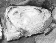 Oysters will cement their left shell to hard surfaces often other oysters.