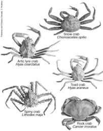 Arthropods Arthropods make up the largest phylum of animals with over 1,000,000 species, many are insects.