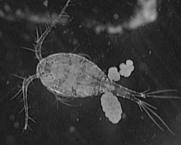 Small Crustaceans-Amphipods Amphipods (Beach Hoppers) are small and