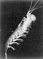 Small Crustaceans-Krill Krill are planktonic and are about 6 cm and