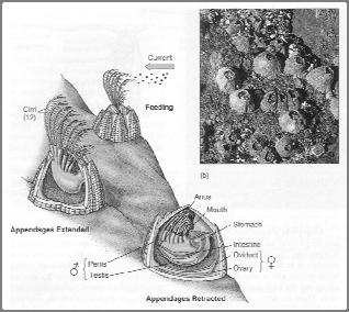 Hermaphroditic Animals Barnacles are hermaphroditic and can either donate sperm to a neighbor or accept sperm from