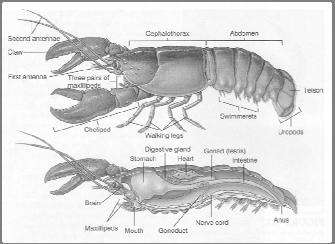 (tails) we love to eat. Shrimps are typically scavengers and feed on bits of dead plants and animals on the bottom.