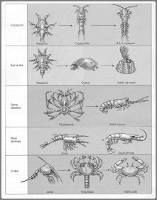 some bottom crustaceans, like shrimp, will have some appendages for walking and others called maxillipeds that are turned forward and sort food on the way to the mouth.