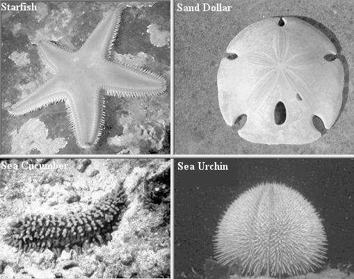 ECHINODERMS ECHINODERMS Echinoderms include starfish, sand dollars, sea cucumbers and sea urchins and show radial symmetry.