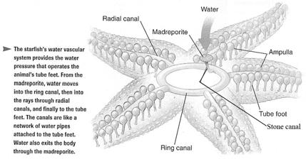 Water Vascular System Arms on a Starfish