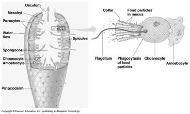 Pore Cells and the Osculum In through the pore cells and out through the osculum.