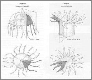 Hydrozoans Hydrozoans consist of feathery or bushy