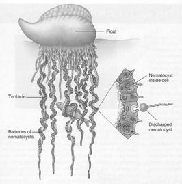 Free Swimming Stage Scyphozoans or jellyfish has the