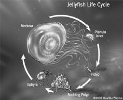 Jellyfish Life Cycle Solitary Stage Anthozoans are solitary or colonial polyps and include sea