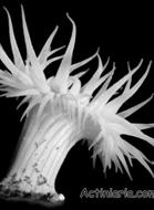 Sea Anemone Life Cycle Feeding in Cnidarians Almost all cnidarians are carnivores and usually