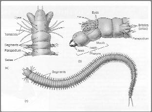 Feeding in Worms Most are carnivores and