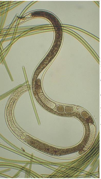 Phylum Nematoda bilaterally symmetrical 3 embryonic germ