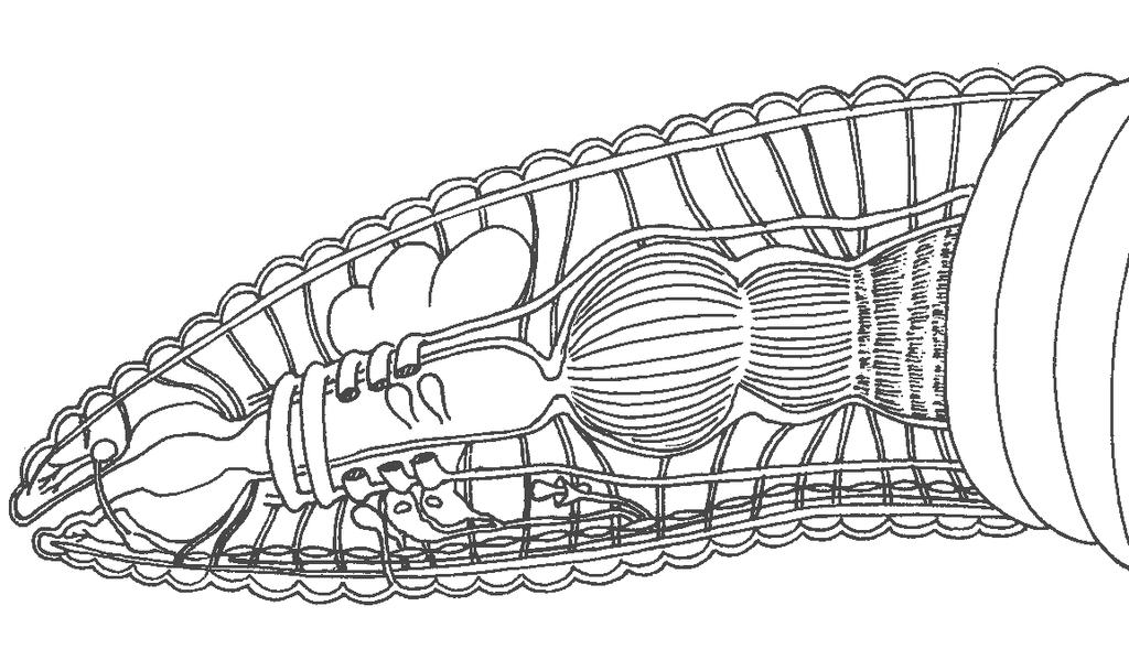 Anatomy of the earthworm Lumbricus Gizzard crop intestine