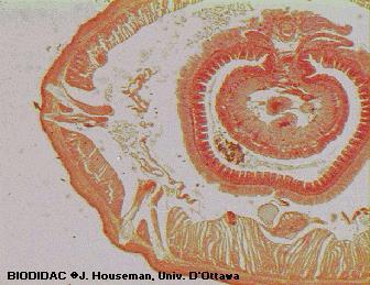bristle coelom dorsal vessel Drawing 2: earthworm