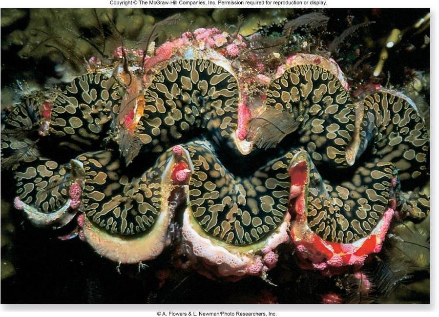 Range in size from microscopic to huge Giant clams may weigh 270 kg Evolved in the oceans, and most groups have remained there Important source of human food