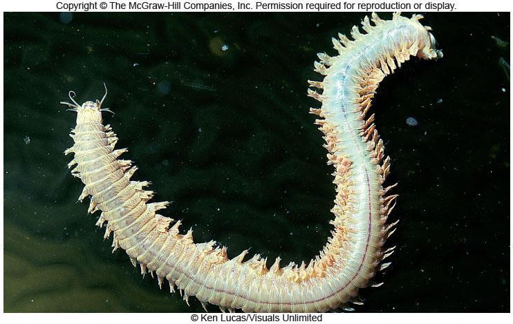 Micrognathozoa Rotifera Cycliophora Platyhelminthes Brachiopoda Bryozoa Annelida Mollusca Nemertea Loricifera Kinorhyncha Nematoda Tardigrada Arthropoda Onychophora Chaetognatha Echinodermata