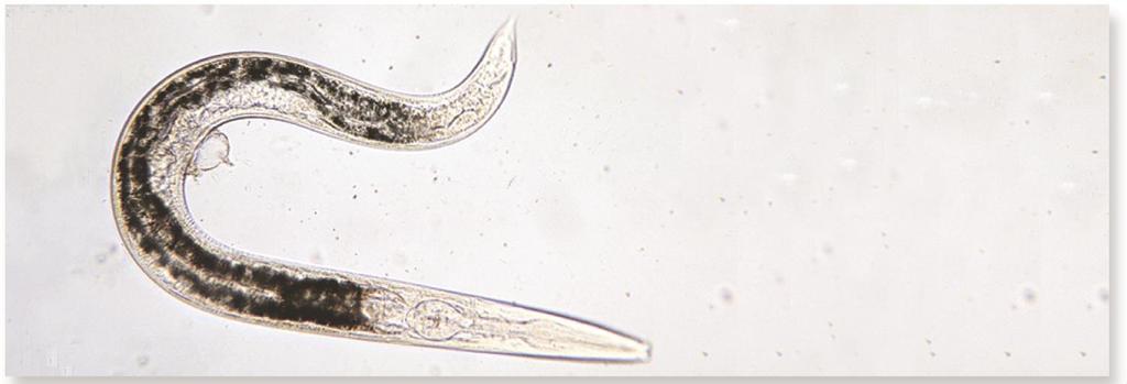 Vinegar eels, eelworms, and other roundworms Members of this phylum are found everywhere abundant and diverse Marine, freshwater, parasites, free-living