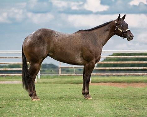 2017 WORLD APPALOOSA SALE Please submit all images and contracts by the Consignment Deadline September 25, 2017 The Appaloosa Horse Club manages the World Appaloosa Sale as a place for you to sell