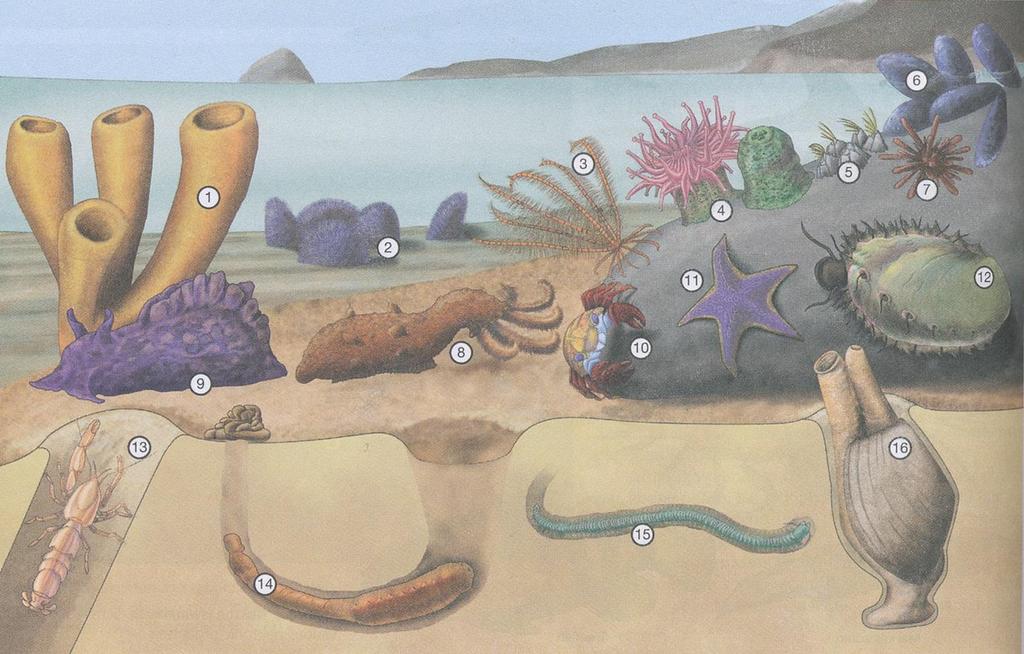 1. Sponge (porifera) 2. Sand dollars (echinoderms) 3. Crinoid (echinoderms) 4. Sea anemones - open and closed (Cnidarians) 5. Barnacles (arthropods crustaceans) 6. Mussels (mollusk bivalve) 7.