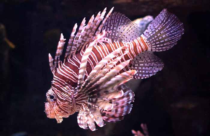 fish profile #4 Lion Fish Pterois volitans Natalya Sidorova Dreamstime.com Habitat This species lives in the reefs of the Indian and Western Pacific Oceans.