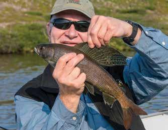 The last part of August and the first couple weeks of September will see huge numbers of female lake trout swim into the shallower, rocky waters around extended points and reefs to start their annual