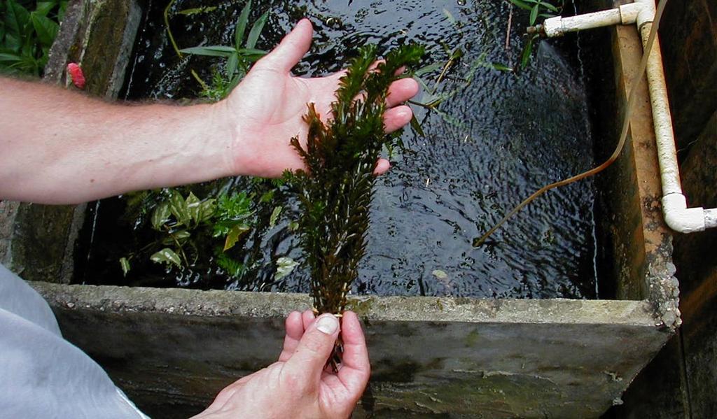 Figure 3. Aquarium plants are visually examined for plant pests, clipped and rubber banded at the culture vat. and remove unwanted species.
