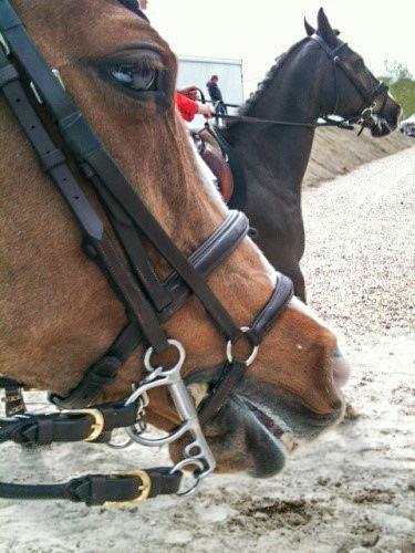 Variations of the above nosebands,