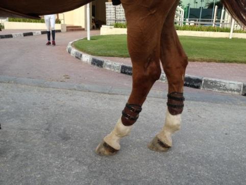 Correct positioning (rounded part placed Incorrect positioning (the boot is placed between around the inside of fetlock) the fetlock joint and the hock) If a boot strap causes bleeding on the