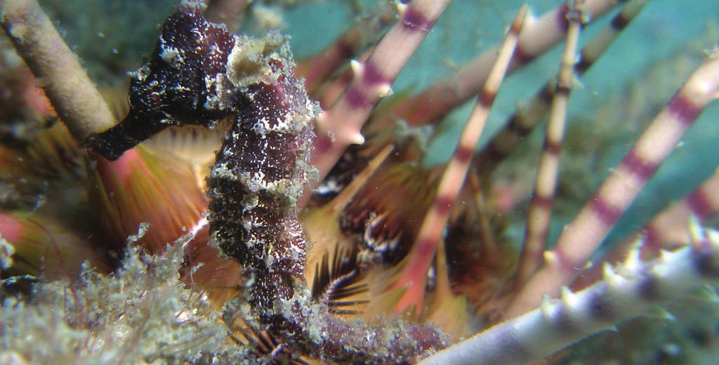 OUR VISION A flourishing ecosystem of marine life that contributes
