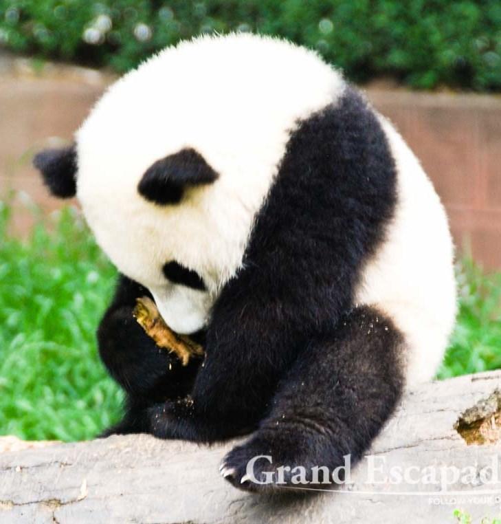 Facts about Giant Pandas by Alexis Burkhammer and Morgan Thayer Giant Pandas are often