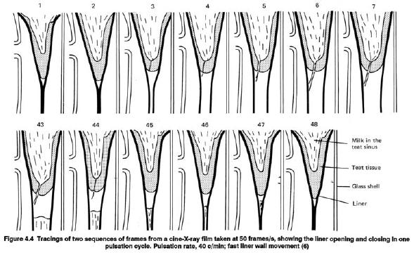 9 The sequence shown in Figure 5 is a cross-section of the teat in the liner during milking cycle.