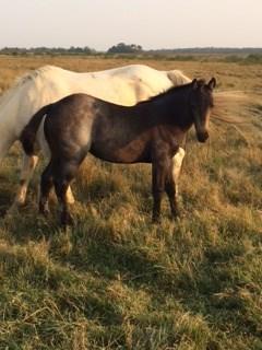 2017 Blue Roan filly out of Snowball Blew May 26, 2017 Sired by Laicos Blueboy 2017 Bay filly out of Hancock Rebel May 11, 2017 Sired by