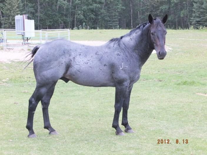 Reference Stud 2001 AQHA #4095506 Bay Roan Stallion This is a very nice stallion with strong size, excellent mind, calm and sensible disposition, and produces awesome color!