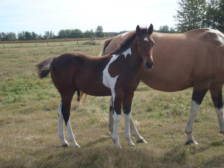 Reference Stud 2004 AQHA #4488119 2017 Bay paint colt out of grade mare May 8, 2017 Sired by CJC Snuffies Wages Buckskin Stallion We would like to introduce