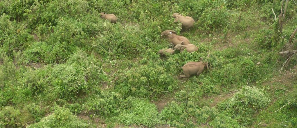 Wildlife Sightings In this period rangers managed to record 455 elephants.