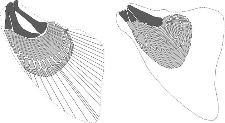 558 IEEE JOURNAL OF OCEANIC ENGINEERING, VOL. 29, NO. 3, JULY 2004 retains the soft portion but a new spiny dorsal fin occurs in which the fin membrane is supported by multiple rigid spines [41].