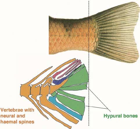 fin surface by pulling anteriorly on the first ray, accelerate and decelerate the fin, and assist in controlling dorsoventral movement of the fin [52].