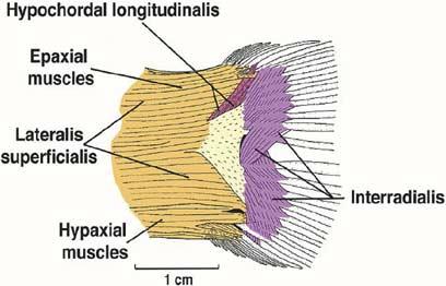 LAUDER AND DRUCKER: MORPHOLOGY AND EXPERIMENTAL HYDRODYNAMICS OF FISH FIN CONTROL SURFACES 561 Fig. 10. Superficial dissection of the musculature controlling caudal fin rays in sunfish.