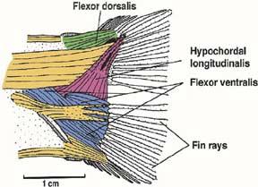 muscle which condenses into distal discrete bundles that attach to the heads of the caudal fin rays.
