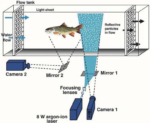 562 IEEE JOURNAL OF OCEANIC ENGINEERING, VOL. 29, NO. 3, JULY 2004 Fig. 12. Schematic diagram of experimental arrangement used to study the hydrodynamics of fish fins during in vivo locomotion.