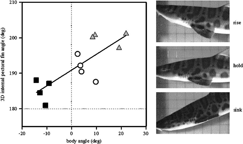 LAUDER AND DRUCKER: MORPHOLOGY AND EXPERIMENTAL HYDRODYNAMICS OF FISH FIN CONTROL SURFACES 563 Fig. 13.