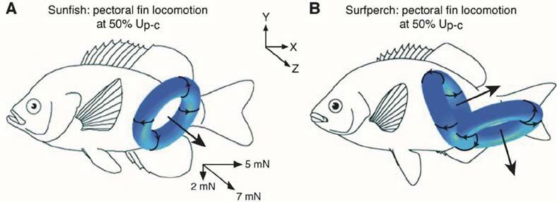 564 IEEE JOURNAL OF OCEANIC ENGINEERING, VOL. 29, NO. 3, JULY 2004 Fig. 15. Vortex wakes of sunfish and surfperch swimming with their pectoral fins.