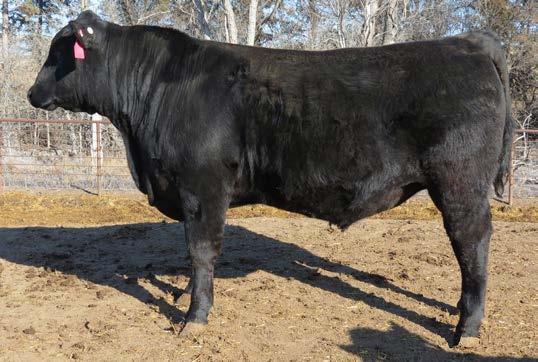FINAL ANSWER Sons 14 SVF Final Answer Z259 Calved 2-22-12 25% Gelbvieh Blk Polled #1235200 14-1.