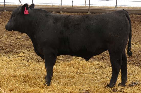 3 69 121 22 58 9 BW: 89 Adj WW: 677 Adj YW: 1296 SIRE: SAV PIONEER 7301 E&B National 536 AMAN SVF MS NATIONAL 536 T407Blk P SVF Ms Black Cocoa 296J Blk P Top 25% and Top 10% WW and YW EPDs.