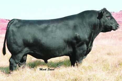 BRILLIANCE and FRONTMAN Sons D A M 62 SVF Brilliance Z49 Calved 2-1-12 13% Gelbvieh Blk Polled #1235236 17-2.