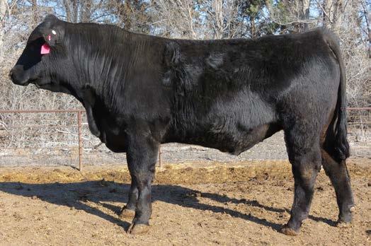 1 74 100 26 63 8 Excellent Balanced traits for calving-ease, growth, maternal strength and carcass merit. RE MARB FT CW CV FM.48 -.17 -.07 30 4.86 31.
