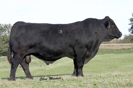 Black Polled Purebred Gelbvieh Reference Sire GRANITE 200P2 Extra 2106K ET GRANITE 2135M Blk P Electra B 2001H New Direction 905 TWILA 223M2 Blk P Post Rock Twila 3F2 Flying H Extra 150D Lady Granite